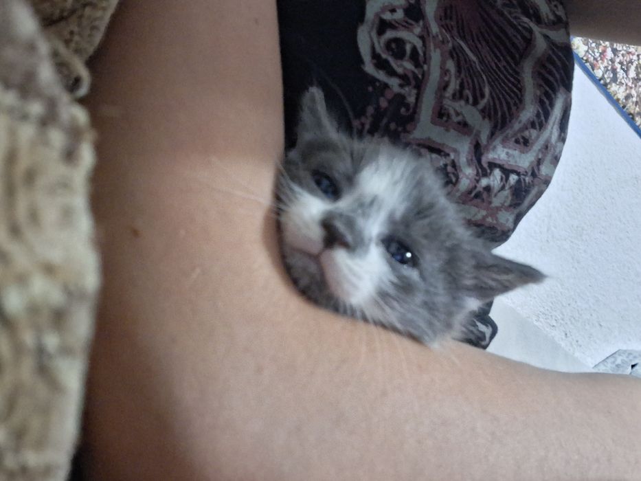 Віддам кошенят безкоштовно