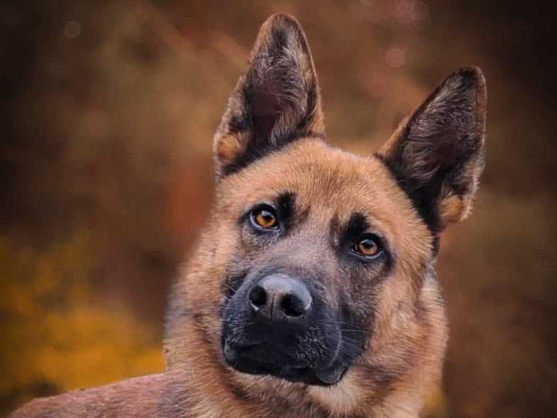PAKER - wymagający kawaler w typie ON pomieszany z Malinois