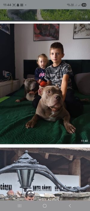 American Bully ABKC