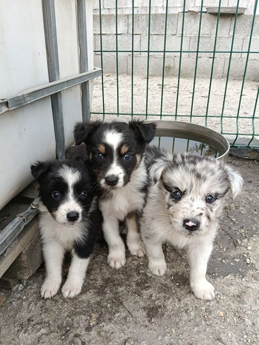 Border collie cachorro