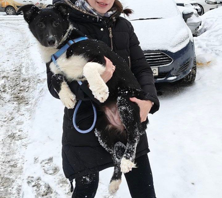 Шукає дім Міла 5,5 міс, оброблена, щеплена