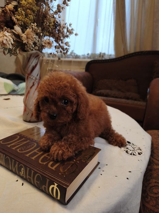 Кавапу хлопчики і дівчатка