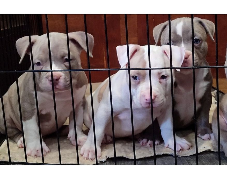 Супер щенки булли