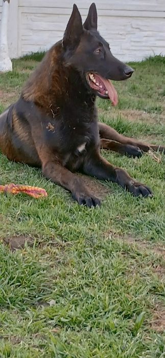 Owczarek Belgijski Malinois Piesek ZKwP