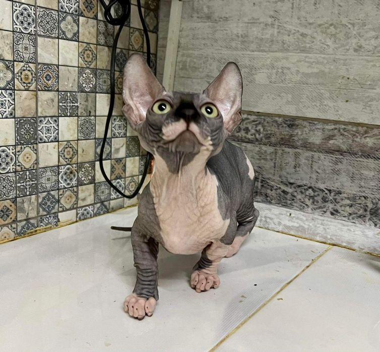 Бамбино котики Бамбосики