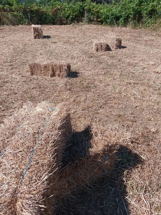 Feno bravio de pousio