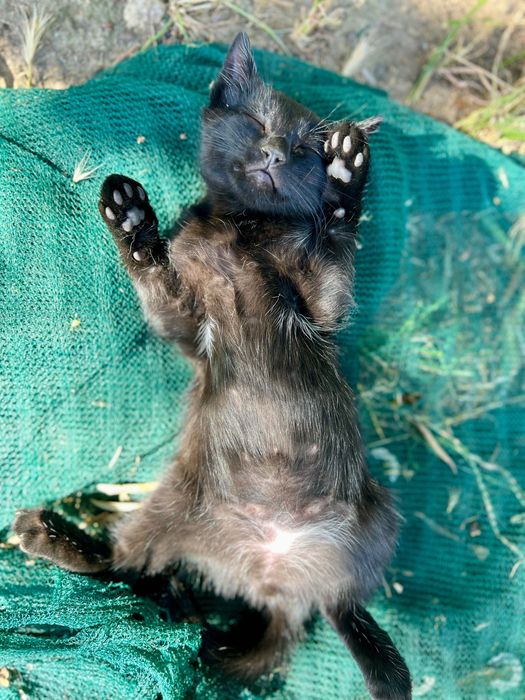 Gatinhos para Adoção Gratuita – 8 Semanas