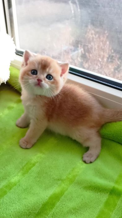 Идеальный котик золотая шиншилла