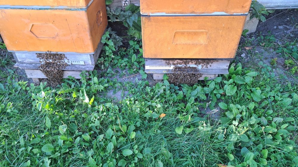 Pszczoły na ramce wielkopolskie