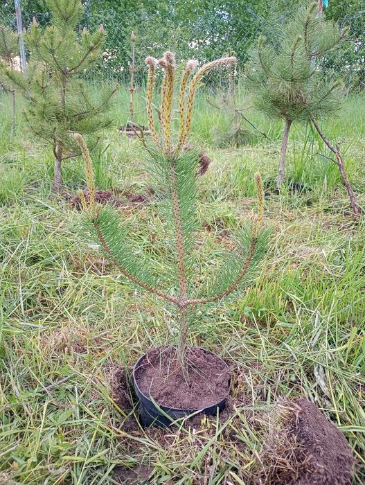 Sadzonki czarnej sosny pinus nigra 50-60cm oraz 150-200