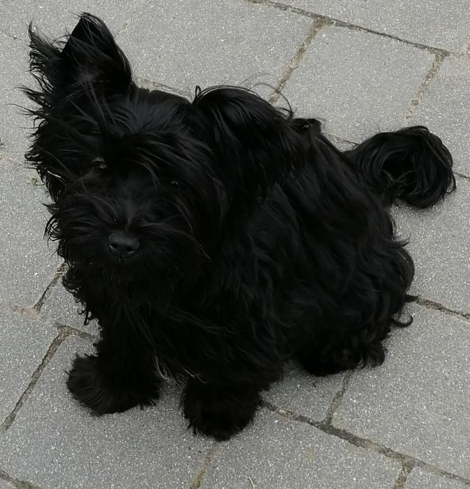 York Yorkshire Terrier Black sunia  rodowód