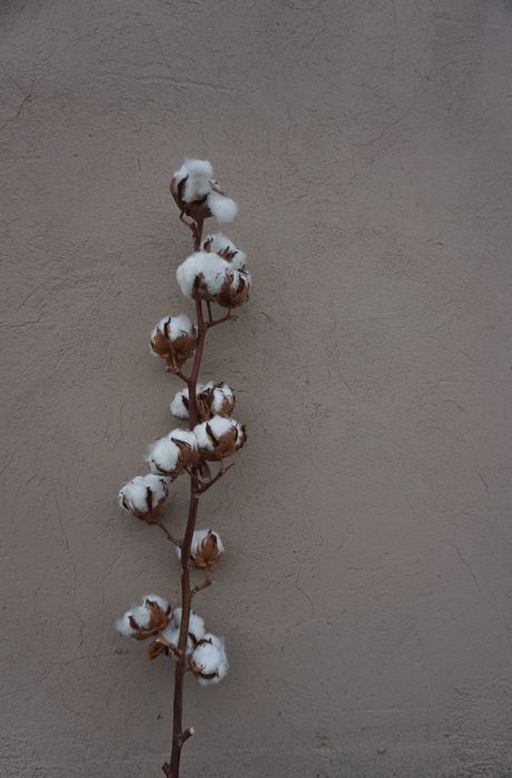 Bawełna Dekoracyjna 65 cm