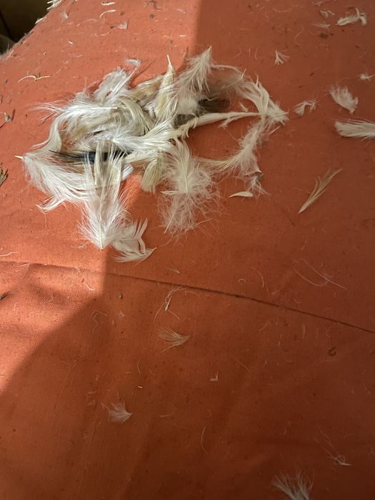 Пух-перо перина мяка. Пересилаю.