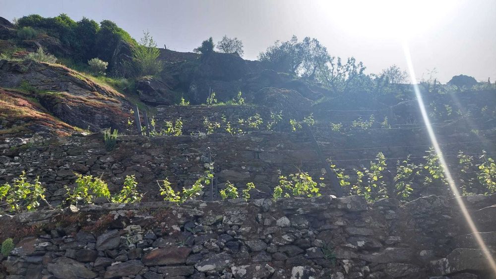 Vinha produtiva com oliveiras, árvores de fruto e mina de água
