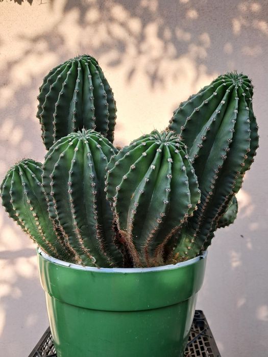 Колекція кактусів Ехінопсис (Echinopsis)