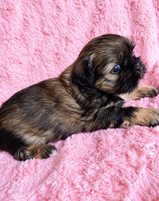 Roksanka urocza czarno czekoladowa dziewczynka shih tzu/ domowa hodowla