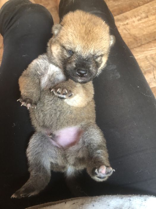 Shiba Inu, WYŚNIONY Rajsobie(FCI), piekny chlopczyk.