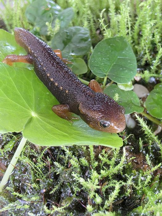 Traszki Tylototriton shanorum CB2026 - RARYTAS