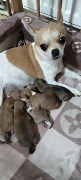 Чихуахуа мини ищет невесту, 1,5 кг