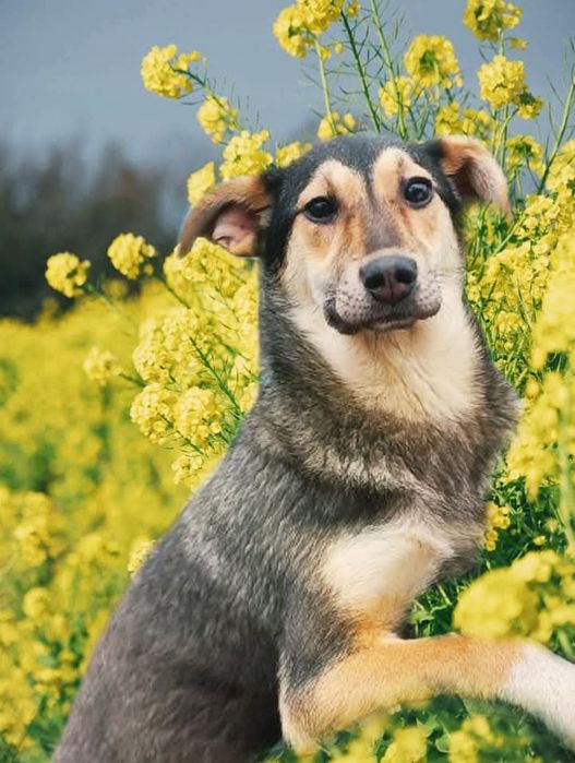 Собака шукає сім'ю