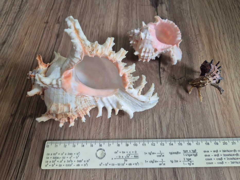 Nr 15 Zestaw muszli - Murex Ramosus, Angaria Delfinowa +GRATIS