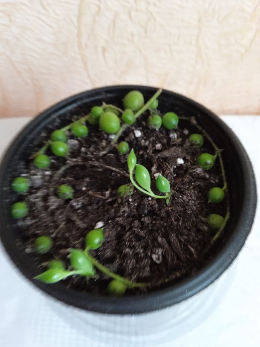 Хрестовик Роулі, Сенеціо Роулі, Senecio rowleyanus