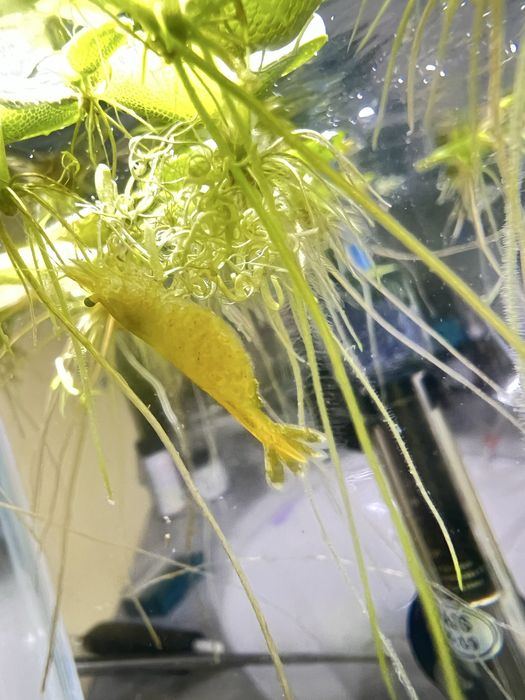 Neocaridina Yellow Golden Back