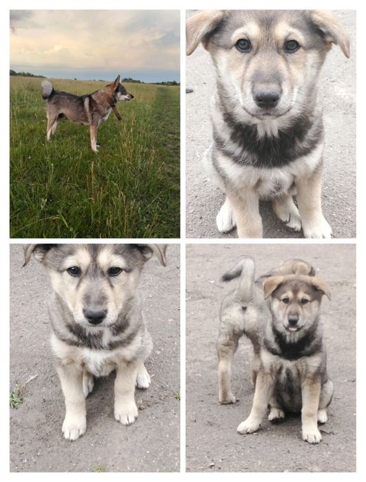 Продам щенков ЗС лайки