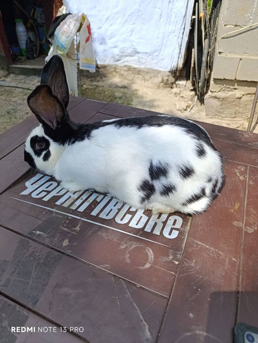 Продам кролів Термонці та Строкачі