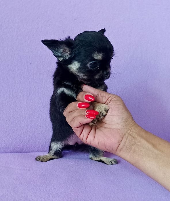 Chihuahua długowłosa sunia