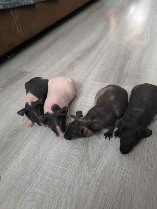 Świnki morskie łyse samczyki ! Świnki łyse!