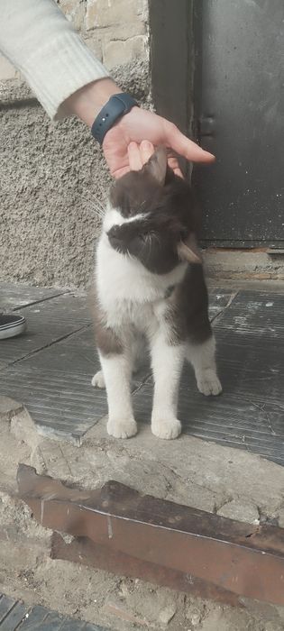 Безкоштовно котик