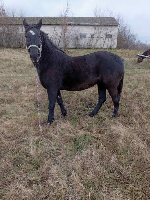 Продам пару кобил