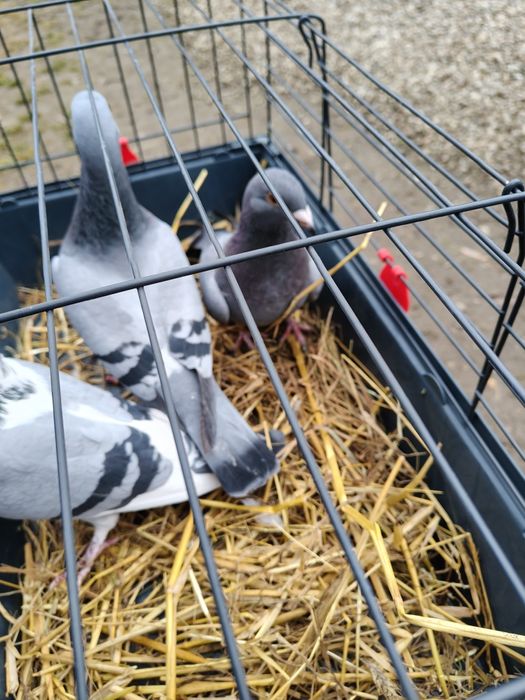 Sprzedam głębię stare