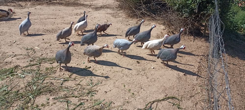 Fracas , Galinha Angola, Pintadas, pintos de 1 mês