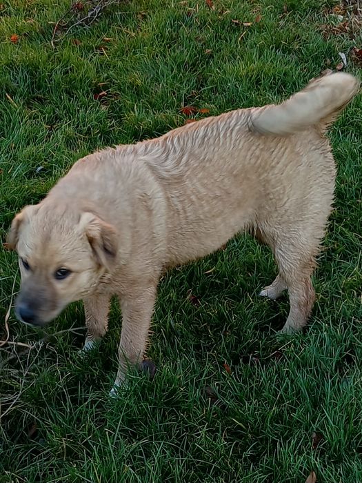 Дівчинка Тайра 7  місяців