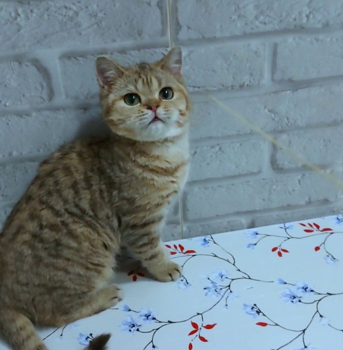 Шотландский котик золотой табби,