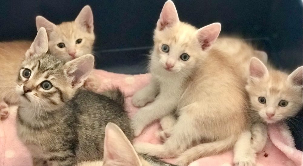 Персиковый рыжий котенок 1.5мес рудий кошеня руде котята