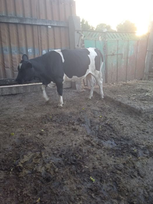 Тільні телиці телиця тільна