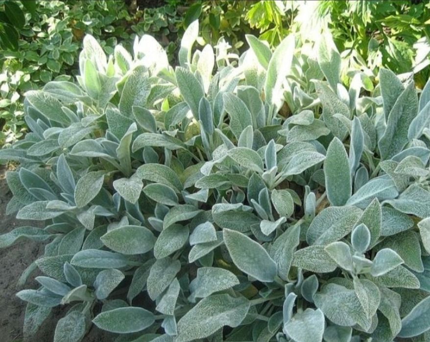 Заячі вушка очиток