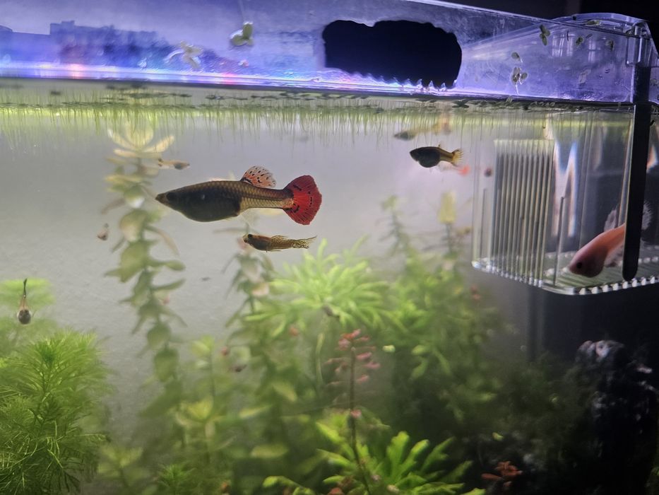Peixe guppy sortido