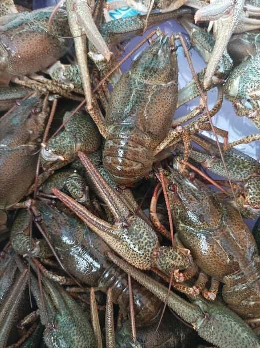 Продам свежий рак есть варка доставка