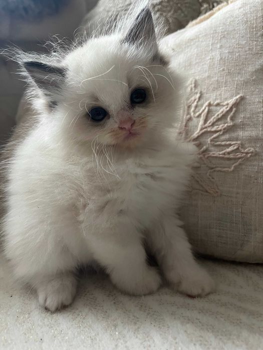Ragdoll Kotka Seal Bicolor FPL