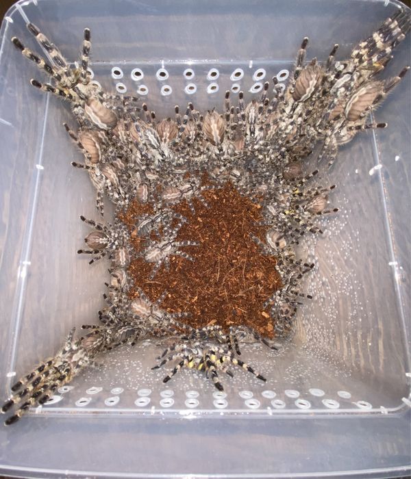 Ptasznik/Ptaszniki duża oferta Kraków/Rzeszów/Lublin