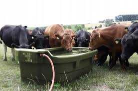 Poidło pastwiskowe, wannowe dla bydła koni 550 l Kerbl