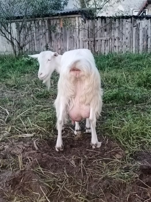 Продається коза,