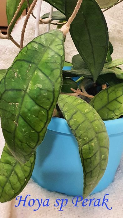 Продам хойи Perak,Finlaysonii dark leaves,H.sp.EPC-600,H. loheri и