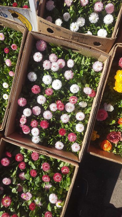 Анютки, гвоздика, лютик, примула,  квіти оптом, доставка Київ\Троєщина