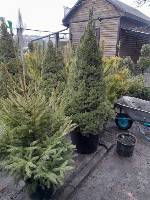 Садовий центр предлагает.