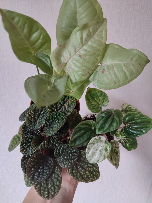 Пеперомії,сінгониуми,бегонії